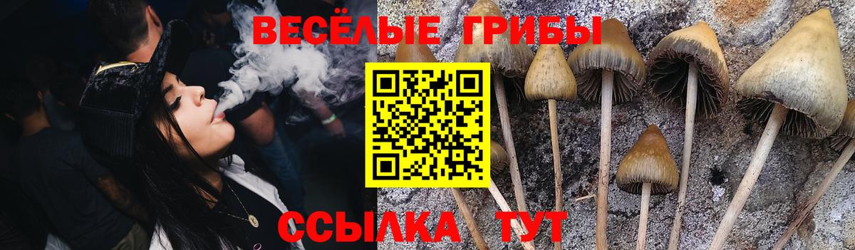 Галлюциногенные грибы прущие грибы  Вход с VPN  Сланцы 